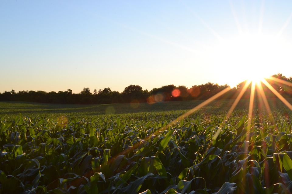 Sunrise on maize field