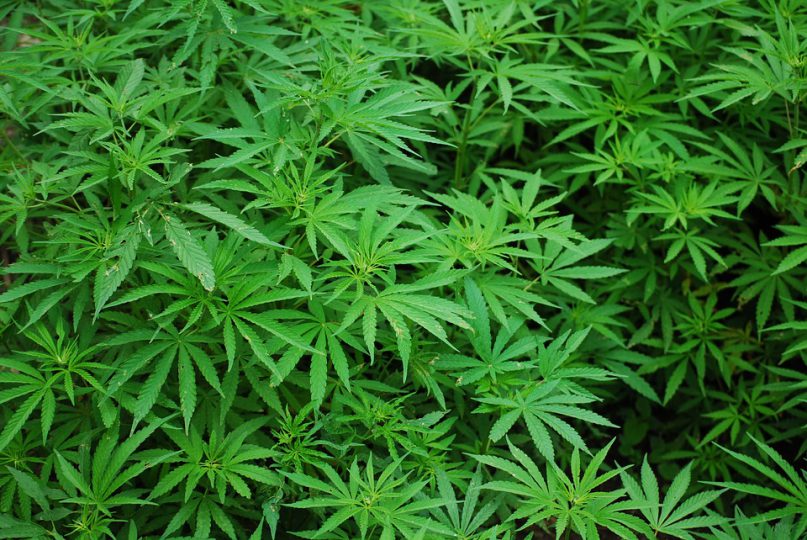 High time cannabis sector got legislation framework in South Africa