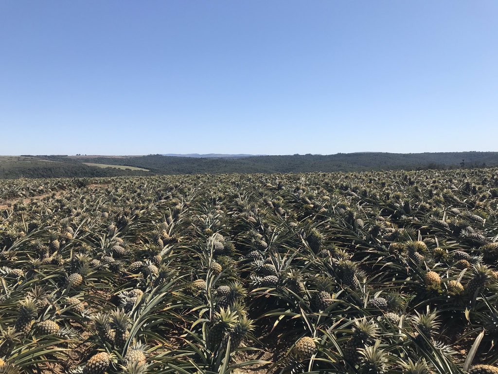 Is the uptick in South Africa’s pineapples consumption a temporary