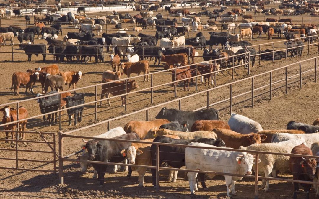 American Farmers’ Challenge