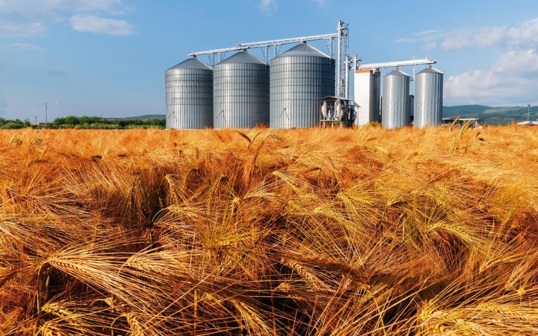 South African wheat farmers have started delivering the new crop