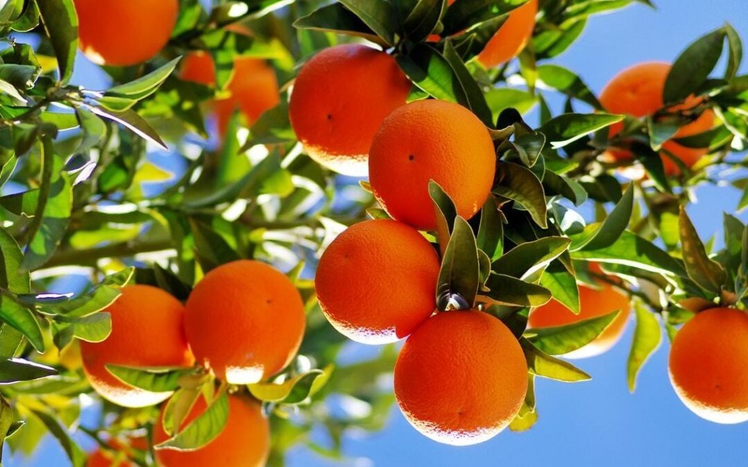 Robust Citrus Exports Typify the Potential Agricultural Export Success for South Africa in 2025
