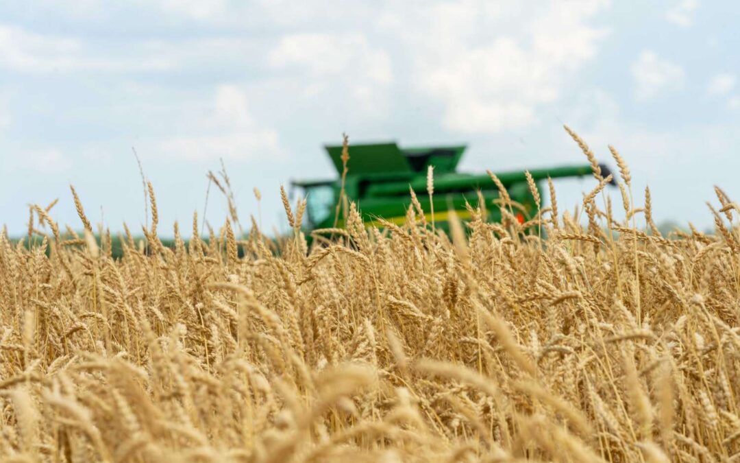 South Africa’s wheat harvest process continues smoothly