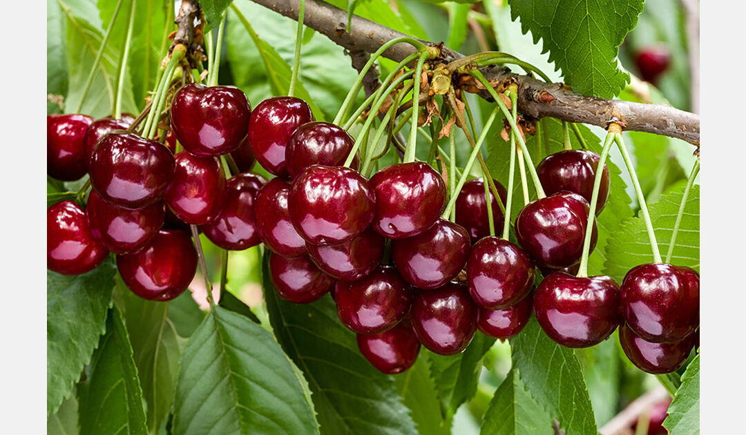 Cherries in South Africa